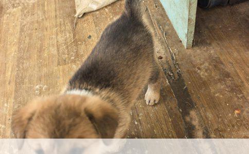 如何训练小狗在指定地点大小便