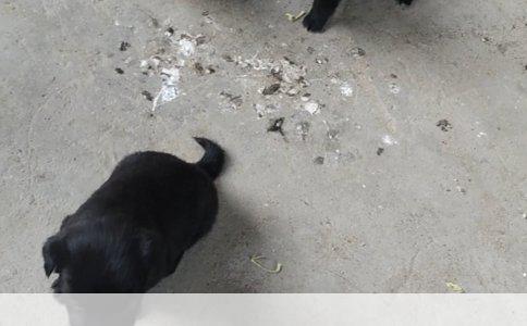 如何科学有效地训练大狗