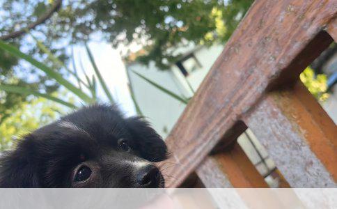 让幼犬健康增重：给瘦弱小家伙的增肥指南