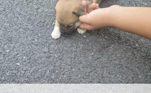 养狗对孕妇的潜在影响：科学解析与建议
