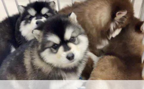 家宠训练攻略：五个月红色贵宾犬的大小便训练秘诀