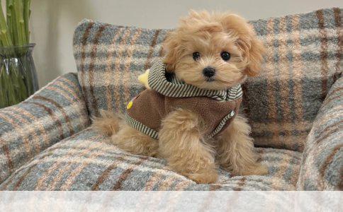 阿拉斯加雪橇犬的训练难易度分析