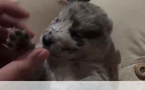 拉布拉多捡球训练指南