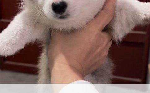 阿拉斯加幼犬接种卫佳5后异常：拉稀与食欲不振的警钟