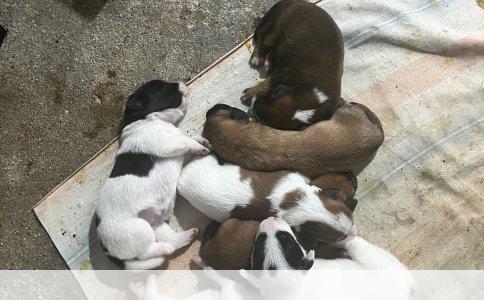 拉布拉多犬幼犬训练手册——5个月大的狗狗成长引导