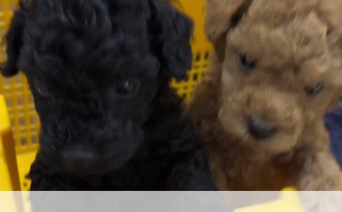 如何有效训练狗狗不随地大小便