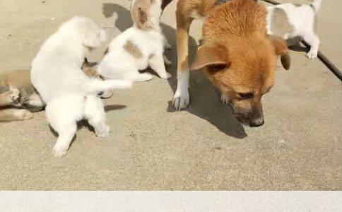 狗打疫苗后出现走路摇晃四肢无力的原因及应对措施