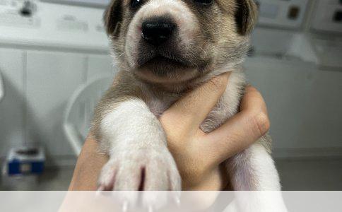 关于是否要打狂犬疫苗的考虑