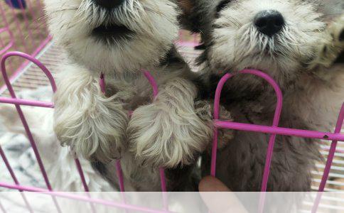 新宠泰迪：初次养狗的注意事项