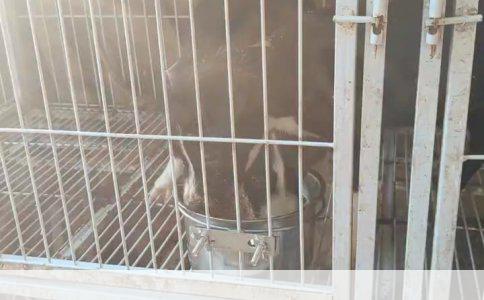 打造小汪“厕所大师”：两个月大狗狗的如厕训练全攻略