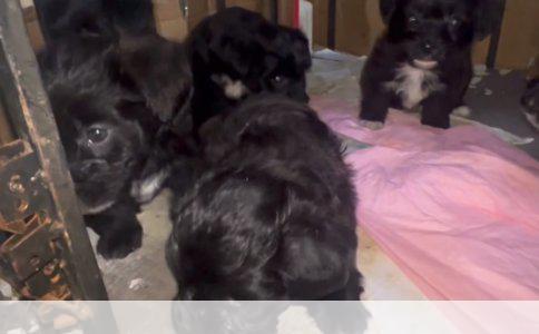 狗只训练：如何让爱犬一叫就回来