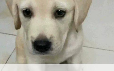 英国古代牧羊犬：高效训练方法与技巧