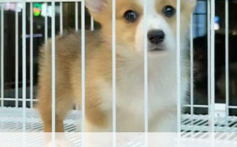 德国牧羊犬训练坐下技巧详解