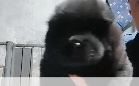 了解养狗知识：为新宠物的到来做好准备
