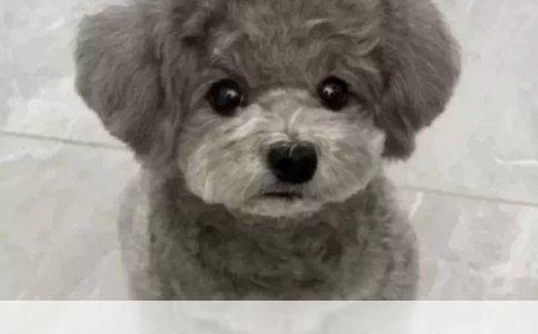 泰迪幼犬驱虫时间表：科学养护，健康成长