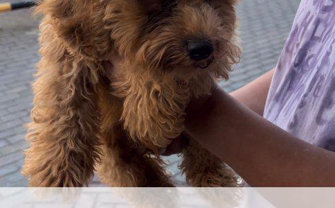 狗狗与猫咪：谁是你更好的毛茸茸伙伴？