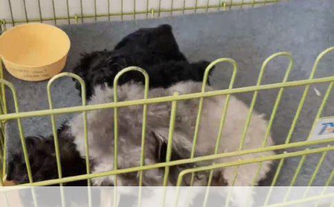 幼犬接种疫苗后仍咬人：安全风险与预防措施解析