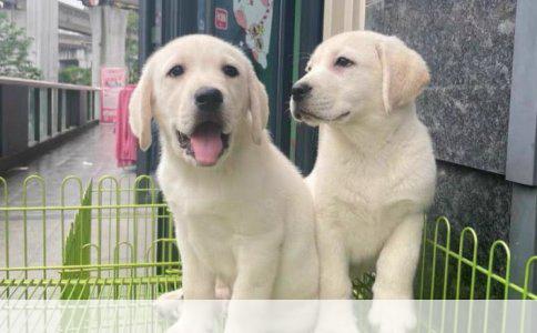 泰迪犬：温顺易养的小型犬种