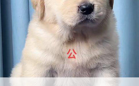 比熊犬训练全攻略