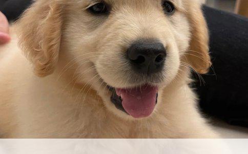 格力犬训练全攻略