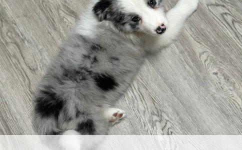 宠物疫苗品牌安全性的深度解析