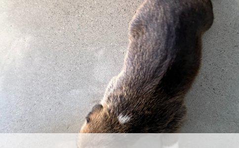 猫猫狗狗绝育手术全解析