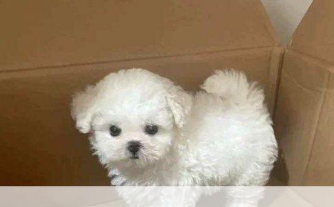 十年回溯：08年被狗咬伤后的狂犬病疫苗接种经历与健康警示