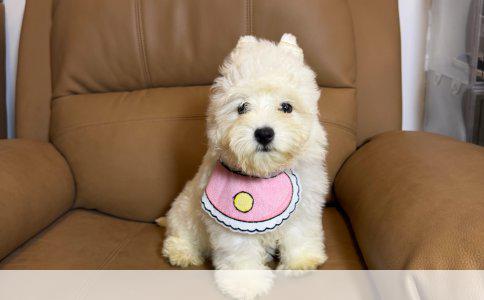 萨摩耶犬：雪地精灵的品种特征