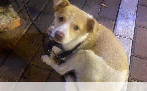 三个月博美犬训练指南