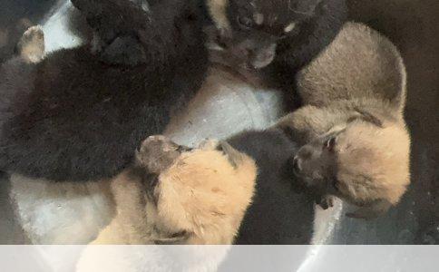 探秘爱宠之源：解析如何判断自家犬种