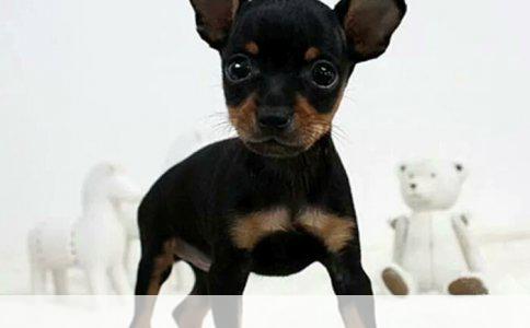 第一次养狗女生适合养泰迪犬