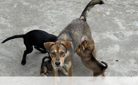 狗狗疫苗后洗澡安排