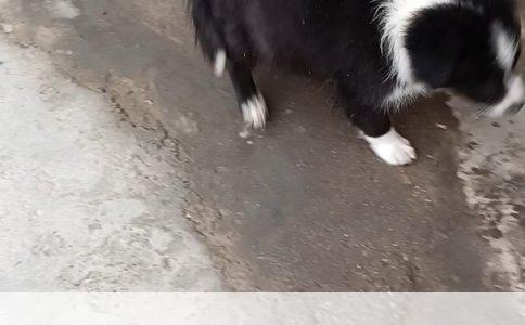 上班族养狗指南：打造高效厕所训练计划，让爱宠与您共赴职场