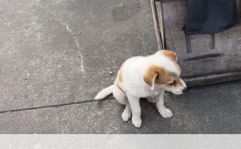 探秘宠物界的小小侦探：揭秘这只狗狗的品种之谜