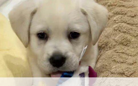 实战指南：如何有效训练小狗使用厕所