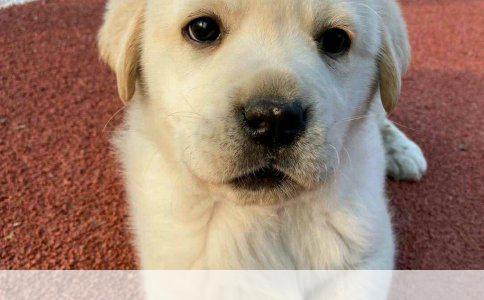 驯化阿拉斯加雪獒犬不咬人的训练方法