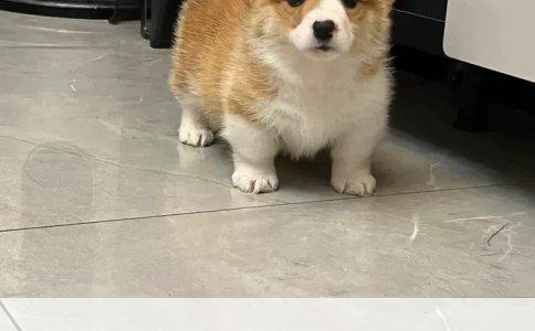 今天被狗咬伤后的疫苗注射经历