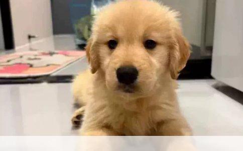 拉布拉多训练指南：从幼犬到成犬的成长与教育