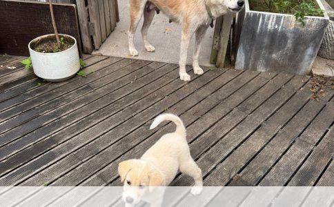 高效训练狗狗定位大小便