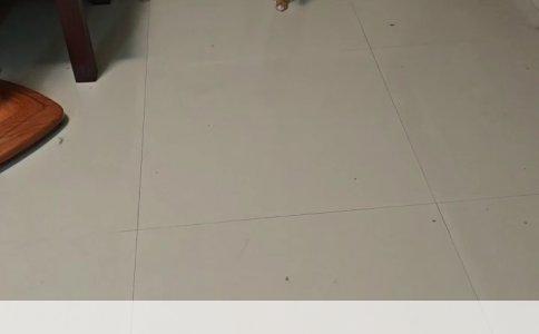 家有二宝养犬须知