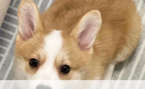 初次养狗指南：解锁最适合新手的狗狗品种