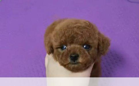 狗狗大小便训练指南：打造整洁的居家环境