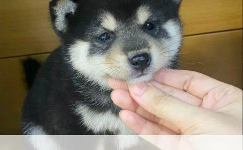 全面解析：我家狗狗的品种探秘