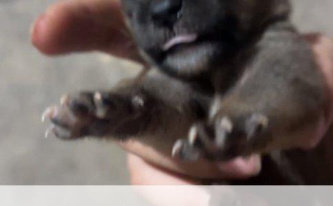 两个月大拉布拉多：科学喂养与基础训练指南