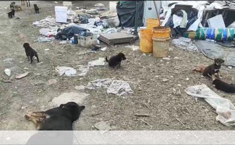 爱心收养：寻找一只可爱听话的小狗，为它温暖的家