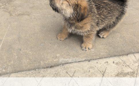 上班族如何训练拉布拉多大小便