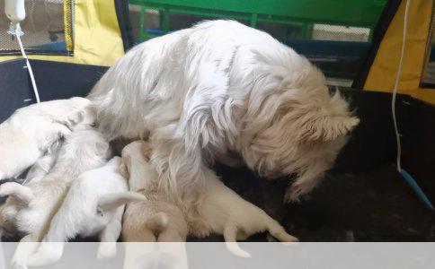 红阿拉斯加幼犬——幼犬的成长、饲养与关爱