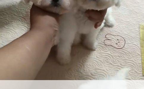 被犬只意外咬伤后的紧急应对与狂犬疫苗接种经历