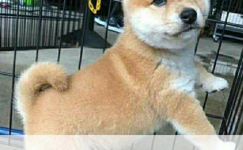 如何有效训练拉布拉多犬