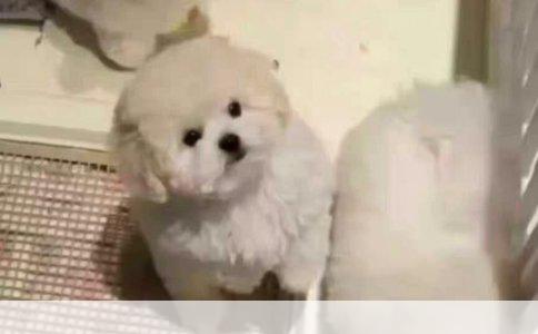 狗狗训练指南：如何让爱宠不再跟人乱跑